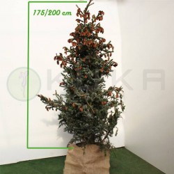 Picea bicolor acicularis