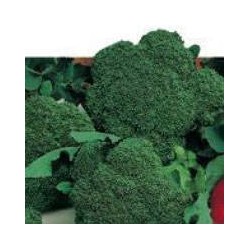 Semillas brocoli romanesco