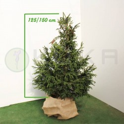 Picea orientalis