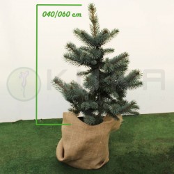 Picea pungens oldenburg