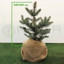 Picea pungens blue diamond