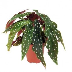 Begonia maculata wightii