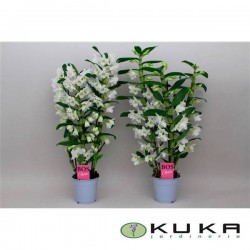 ORQUIDEA DENDROBIUM