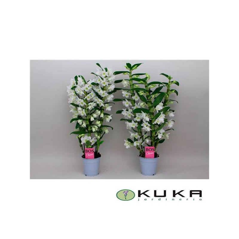 ORQUIDEA DENDROBIUM
