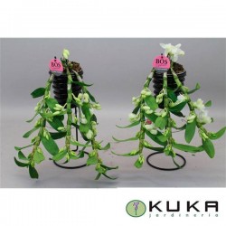 ORQUIDEA DENDROBIUM
