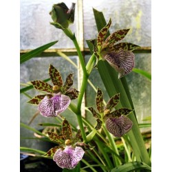 Orquidea zygopetalum