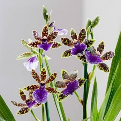 Orquidea zygopetalum trozy...