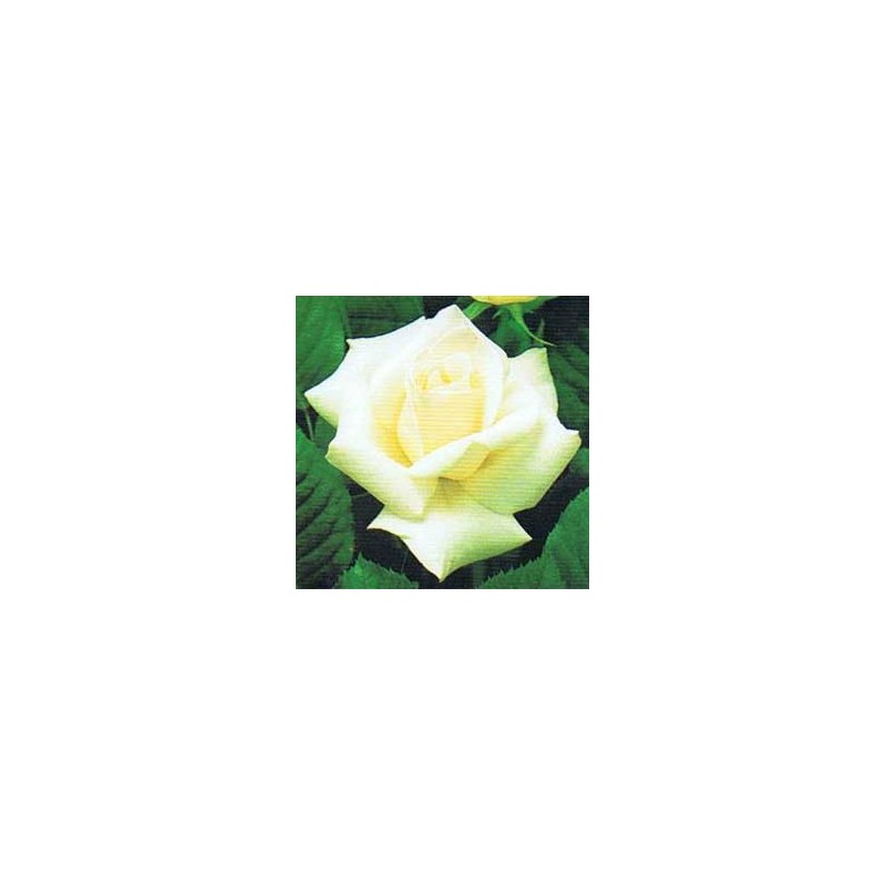 Rosal Grand Nord