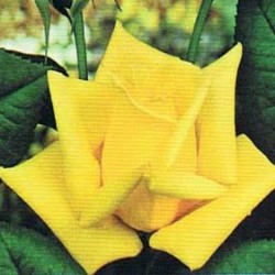 Rosal Landora