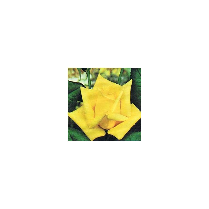 Rosal Landora