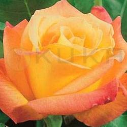 Rosal bicolor amarillo...
