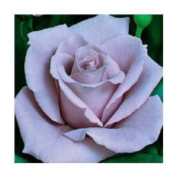 Rosal malva azulado raíz...