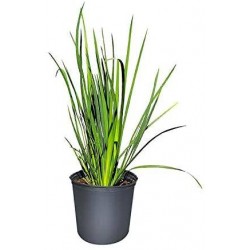 Dietes bicolor
