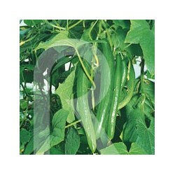 PEPINO ALFICOZ