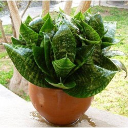 Sansevieria trifasciata...