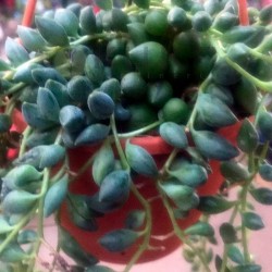Senecio herrianus