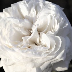 Rosal pierre arditi
