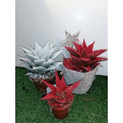 Cactus aloe navidad