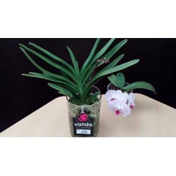 Orquidea vanda sin flor