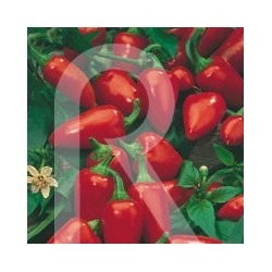 PIMIENTO DEL PIQUILLO