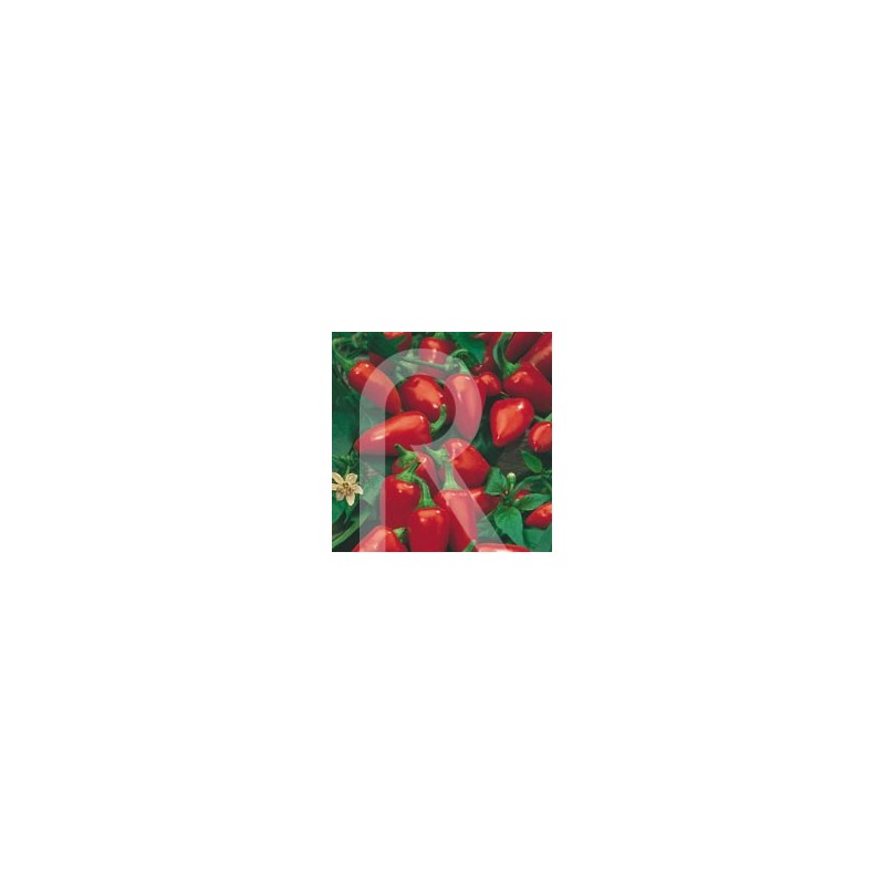 PIMIENTO DEL PIQUILLO