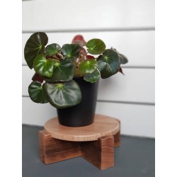 Begonia erythrophylla