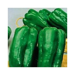PIMIENTO LARGO DE REUS