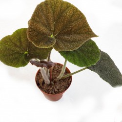 Begonia masoniariver