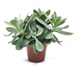 Senecio Mointain fire