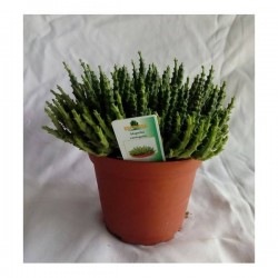 Cactus stapelia variegata