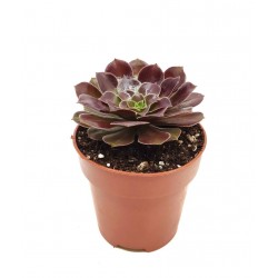 Aeonium velour