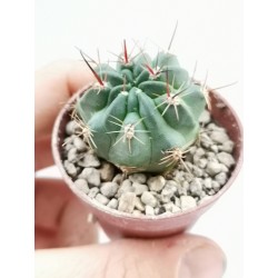 Cactus lobivia jajoiana