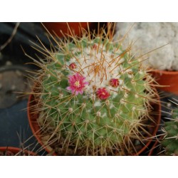 Cactus mammillaria...