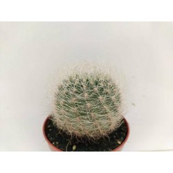 Neoporteria gerocephala