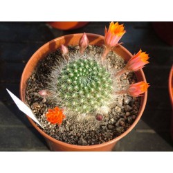 Rebutia flavistyla