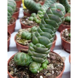 Crassula barklyi
