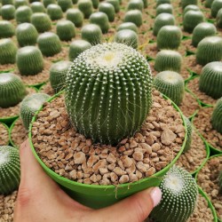 Eriocactus leninghausii...