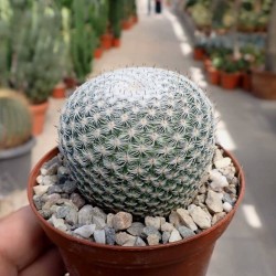 Mammillaria pseudoperbella
