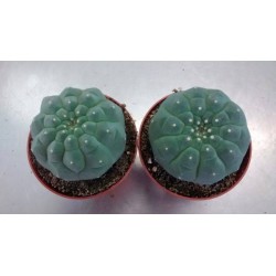 Matucana madisoniorum