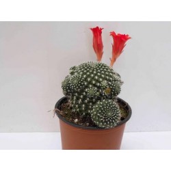 Rebutia krainziana