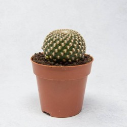 Sulcorebutia arenacea