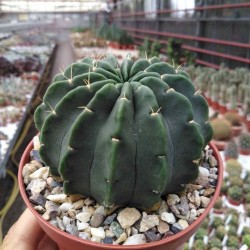 Cactus lobivia sp