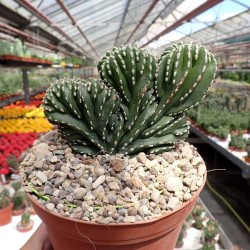 Cactus martinatocereus...