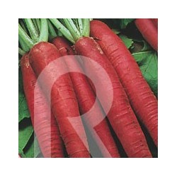 RABANITO LARGO ROJO MURCIANO