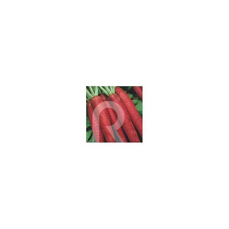 RABANITO LARGO ROJO MURCIANO