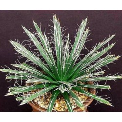 Agave toumeyana