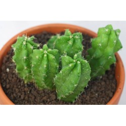 Cactus echinocereus...