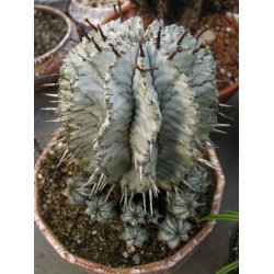 Euphorbia horrida alba