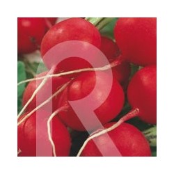 RABANITO REDONDO CRIMSON GIANT