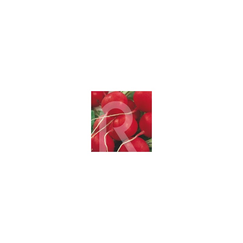 RABANITO REDONDO CRIMSON GIANT